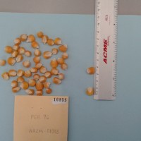 CIMMYTMA 19224 - Reference Inventory.jpg