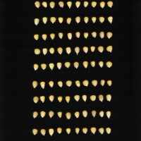 CIMMYTMA 18604 PERU 825 TC20U 2903 17 K1840 _compress.jpg