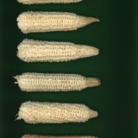 CIMMYTMA 7456 BRAZ 1065 AF22A-0903-127 C_compress.jpg