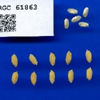 IRGC 61863 Seed Photo