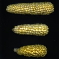 CIMMYTMA 8638 ECUA 492 TC19U-2903-33 E10 _Ready.jpg