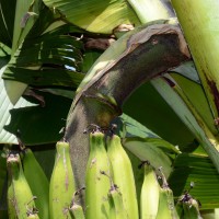 6.4.5 - Peduncle hairiness