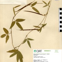 5426 herbarium