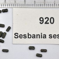 Sesbania sesban 920 seed_Gsys.jpg