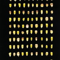 CIMMYTMA 302 JALI 101 BA24U-2903-130 K.jpg