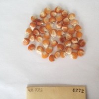 CIMMYTMA 4272 - Reference Inventory.jpg