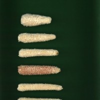 CIMMYTMA 27103 HIDA 114 TC20U 2903 173 C0150 _compress.jpg