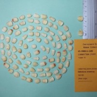 CIMMYTMA 23263.jpg