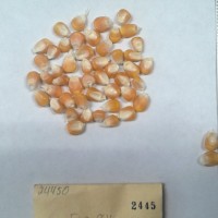 CIMMYTMA 2445 - Reference Inventory.jpg