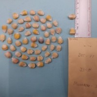 CIMMYTMA 8076 - Reference inventory.jpg