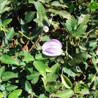 Centrosema acutifolium 12183 flower.JPG