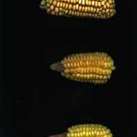 CIMMYTMA 18975 BOZM 1489 TC22U-2903-64 E1.jpg