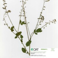 3930 herbarium