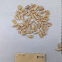 CIMMYTMA 1385 - Reference Inventory.jpg