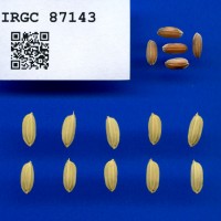 IRGC 87143 Seed Photo