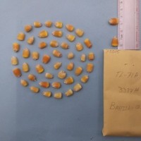 CIMMYTMA 7501 - Reference inventory.jpg