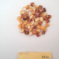 CIMMYTMA 4844 - Reference Inventory.jpg