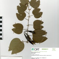 22072 herbarium