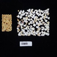 Popped and not popped comparison labeled.jpg