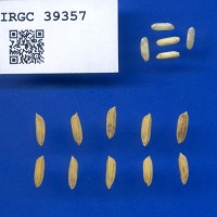 IRGC 39357 Seed Photo