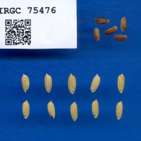 IRGC 75476 Seed Photo