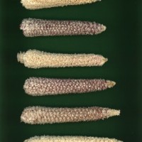 CIMMYTMA 17274 BOLI 1051 AF23A-0903-50 C.jpg