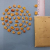 CIMMYTMA 7442 - Reference inventory.jpg