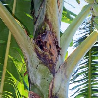 6.3.1 - Blotches at the petiole base