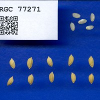 IRGC 77271 Seed Photo