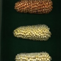 CIMMYTMA 32159 JUN. 501 TC19U-2902-111 E.jpg