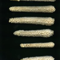 CIMMYTMA 25174 CHIS 694 BA21U-2903-304 C_compress.jpg