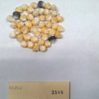 CIMMYTMA 3586 - Reference Inventory.jpg