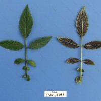 CIP 761052 Leaf