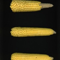 CIMMYTMA 21452 PAZM 04037 AF23A-0903-80 E.jpg