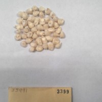 CIMMYTMA 3399 - Reference Inventory.jpg