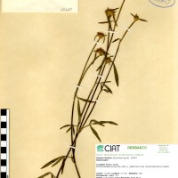 10120 herbarium