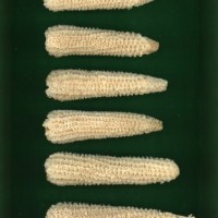 CIMMYTMA 1078 GUAT 151 AF19A-0903-8 C.jpg