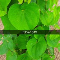 TDa-1313.jpg