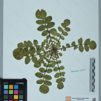 CIP 760484 herbarium