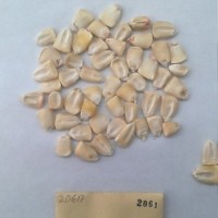 CIMMYTMA 2061 - Reference Inventory.jpg