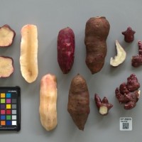 CIP 205010 (root).jpg