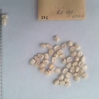 CIMMYTMA 742 - Reference Inventory.jpg