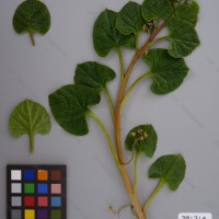 CIP 201314 Herbarium