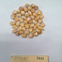 CIMMYTMA 2935 - Reference Inventory.jpg