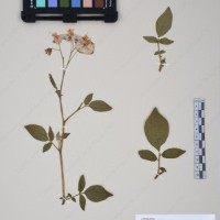 CIP 761459_OCH 12099_03.jpg