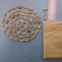 CIMMYTMA 7740 - Reference inventory.jpg