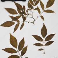 CIP 760259_HHCH 4562_11.jpg