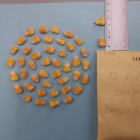 CIMMYTMA 7488 - Reference inventory.jpg