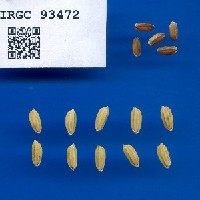 IRGC 93472 Seed Photo