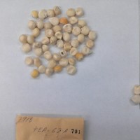 CIMMYTMA 791 - Reference Inventory.jpg